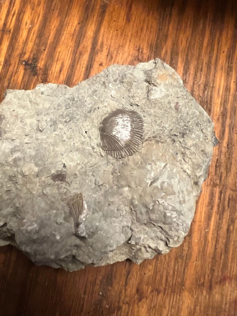 You Can Take Your Finds Home