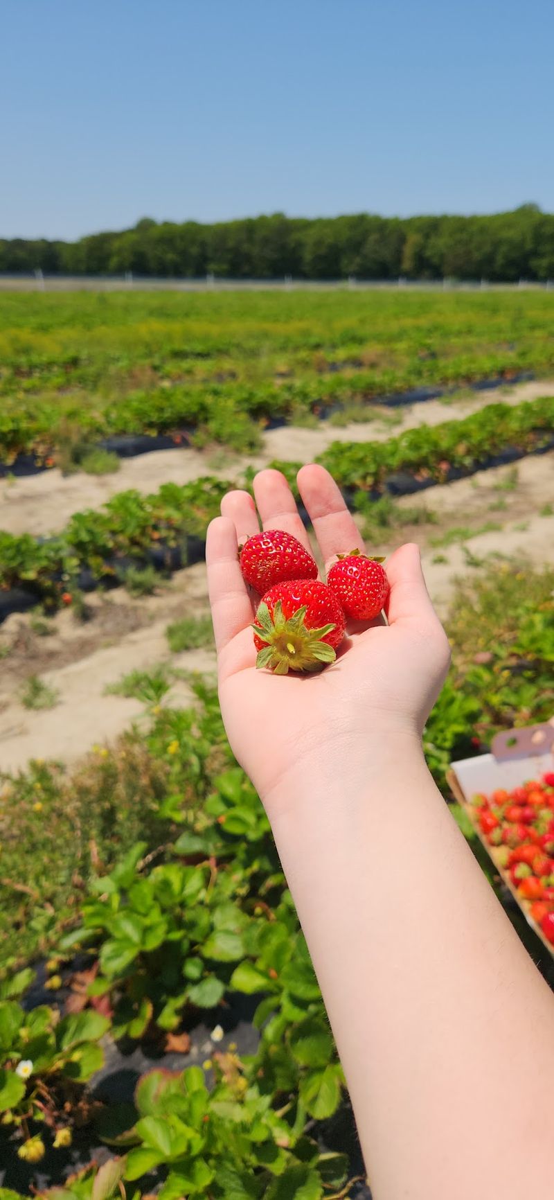 Magee Farms - Selbyville