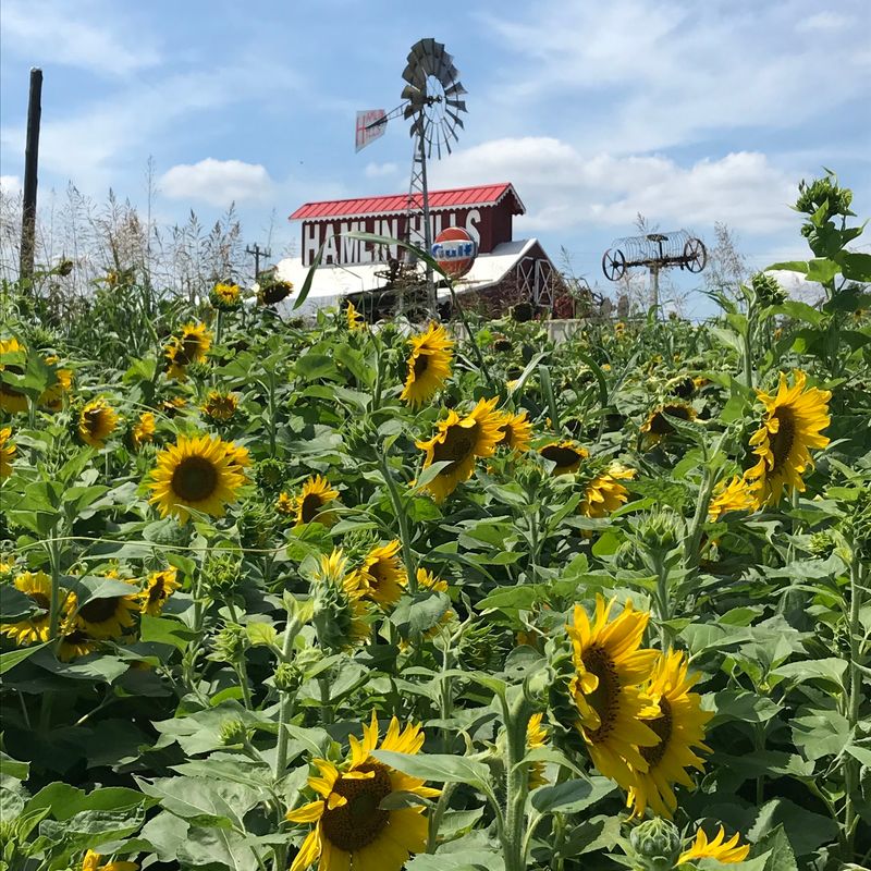 Hamlin Hills Farm, Forsyth, Monroe County