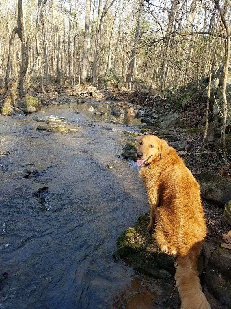 Carolina North Forest Trails - Chapel Hill