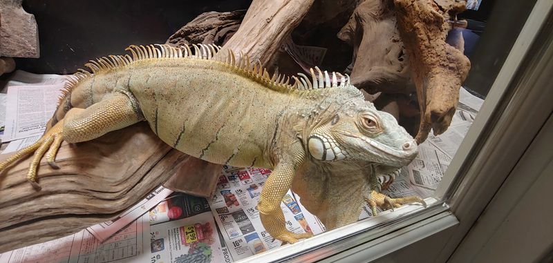 A Thrift Store That Supports Exotic Animal Rescue