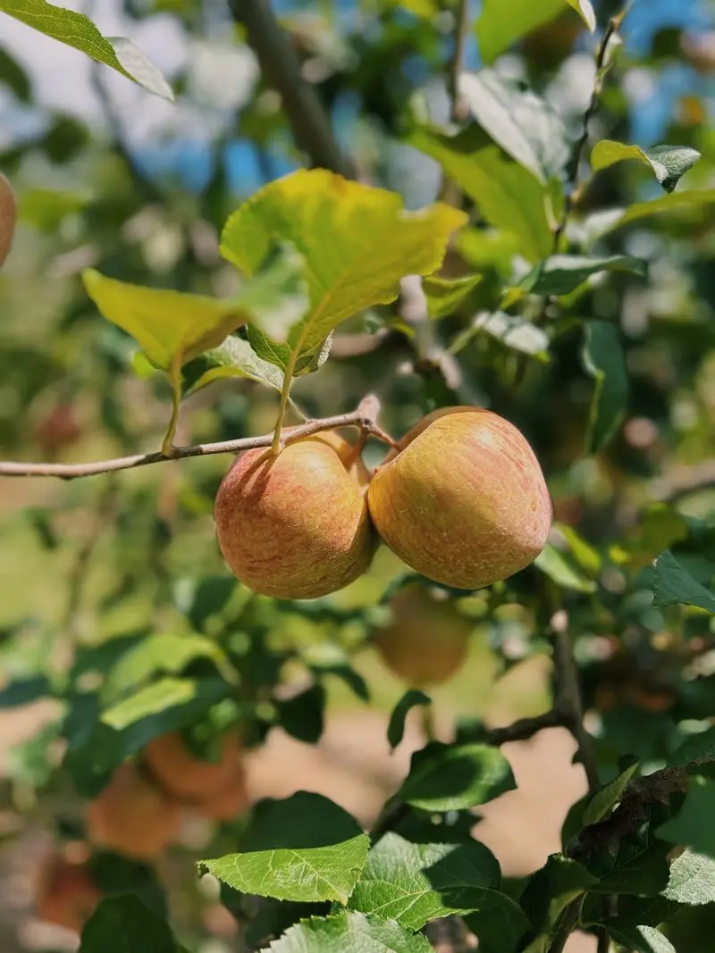 The Folk Collaborative: Apples on a Hillside