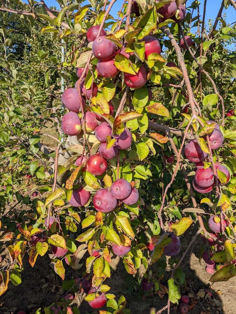 Russell Orchards - Ipswich