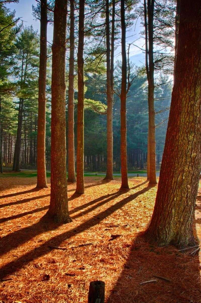 Blackbird State Forest, Townsend, New Castle County