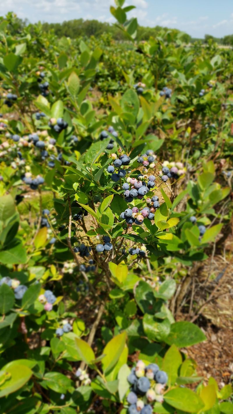 Taste Different Blueberry Varieties
