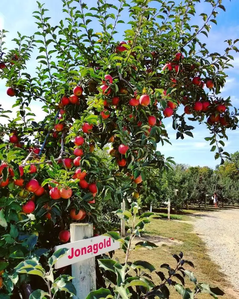 Bauman Orchards - Rittman