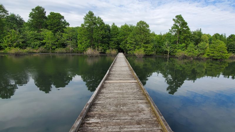 Pettigrew State Park - Lake Phelps Cypress Shoreline