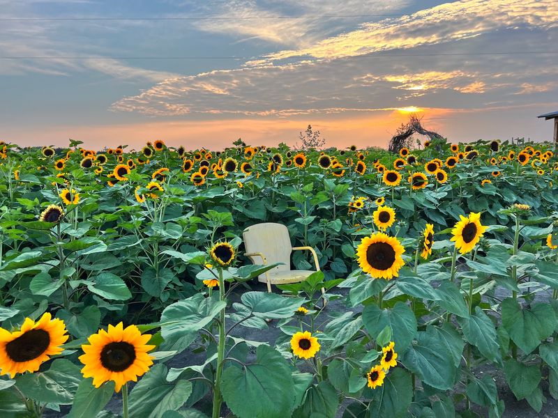 Western Belle Farm in West, McLennan County