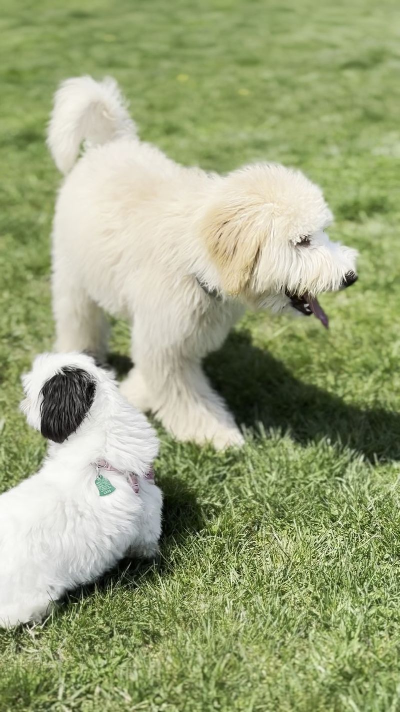 Little Creek Bark Park, Dover, Kent County