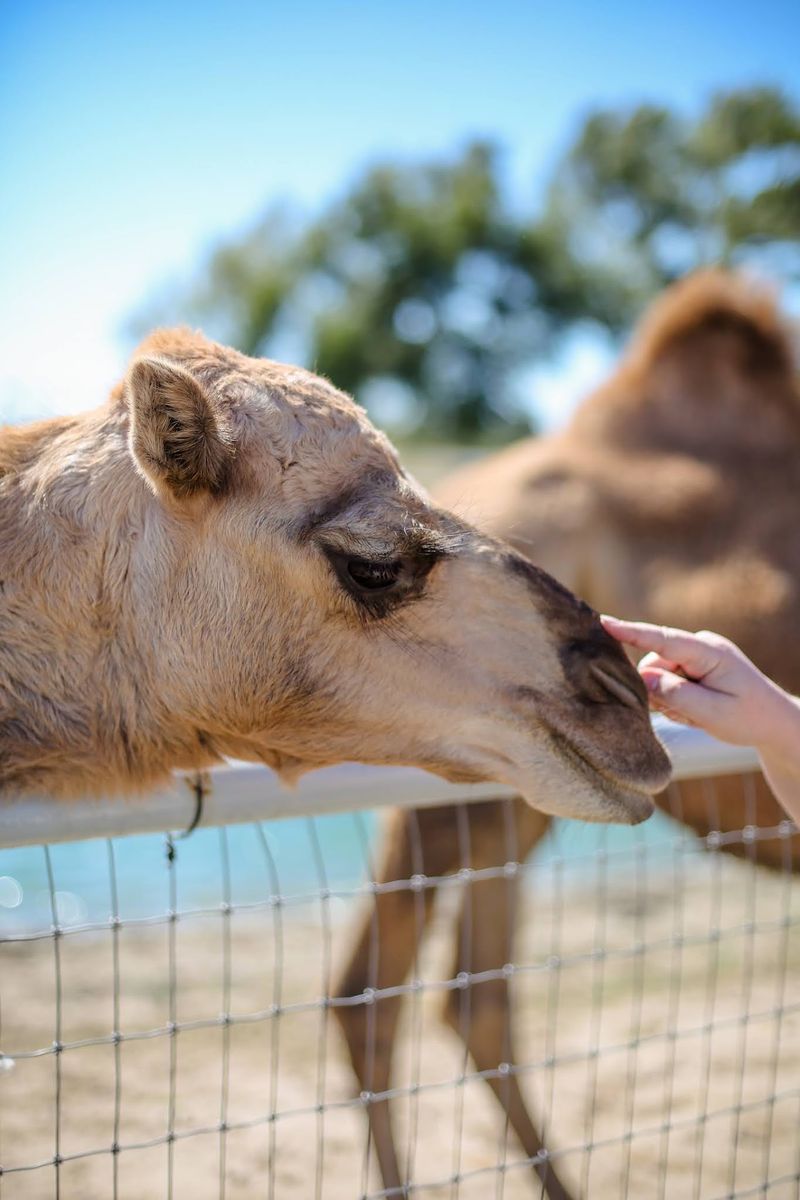 North Texas Safari Park in Bonham, Fannin County