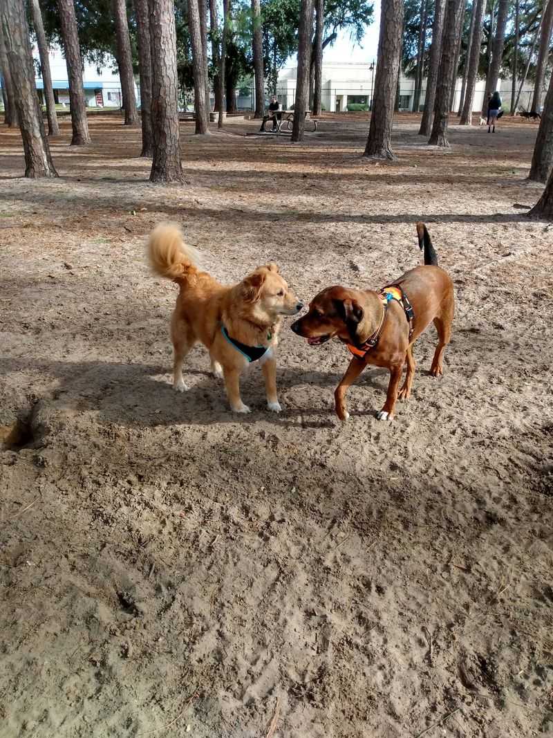 Herty Pines Dog Park, Savannah, Chatham County
