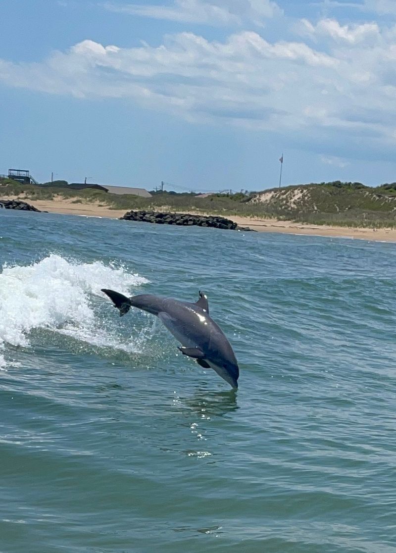 Dolphins Beside The Boat, Rudee Tours Dolphin Watching Cruise in Virginia Beach, Virginia Beach city