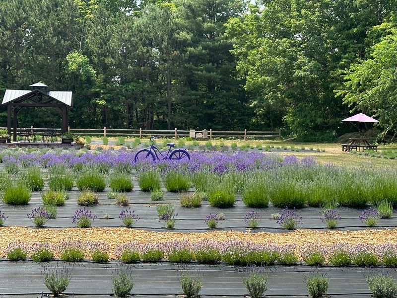 Lavender Bliss Flower Farm - Bridgman