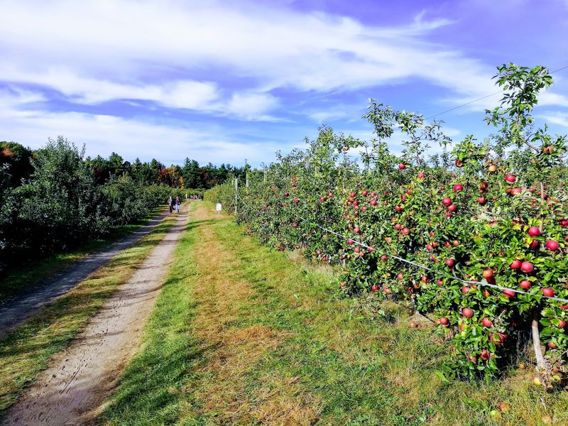 Carlson Orchards - Harvard
