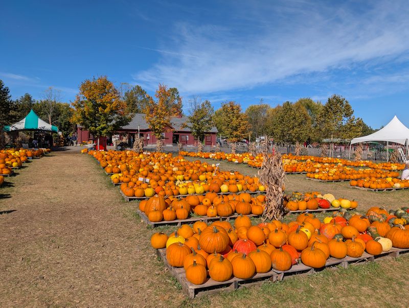 Sweet Stops and Pumpkins in Northborough