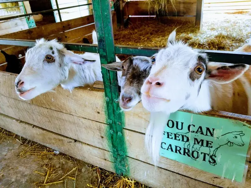 Domino's Farms Petting Farm in Ann Arbor