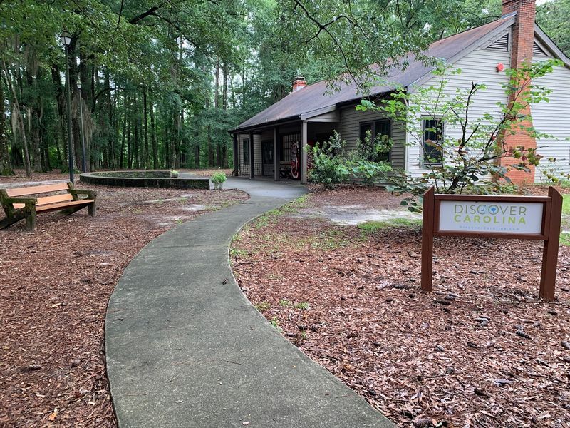 Camping Under Tall Southern Pines