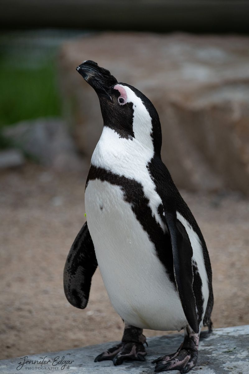 Wildwood Wildlife Park and Safari in Minocqua, Oneida County,
