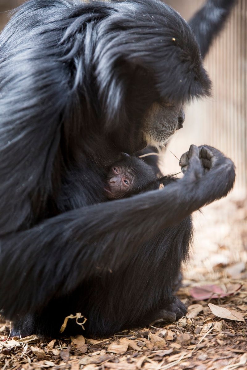 Small Zoo, Big Personality: Greenville Zoo in Greenville, Greenville County