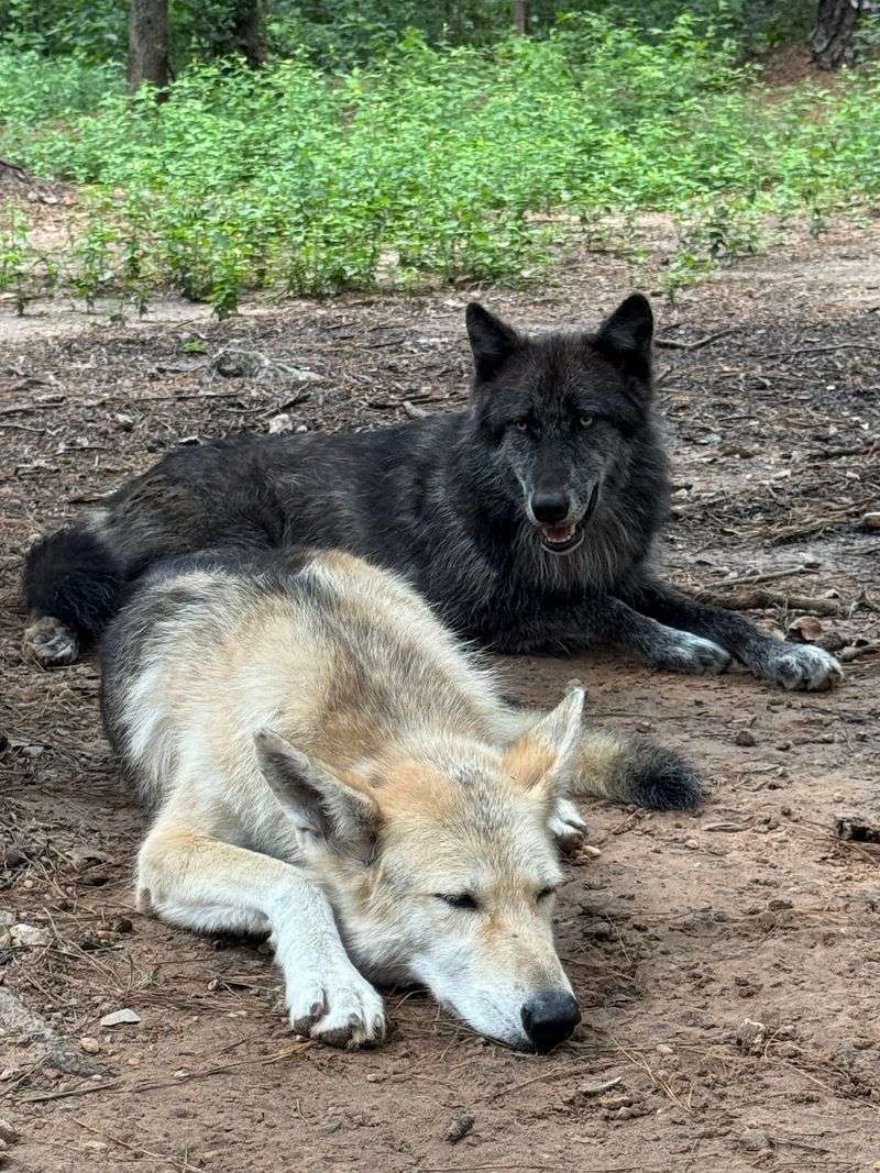 Texas Wolfdog Project - Montgomery