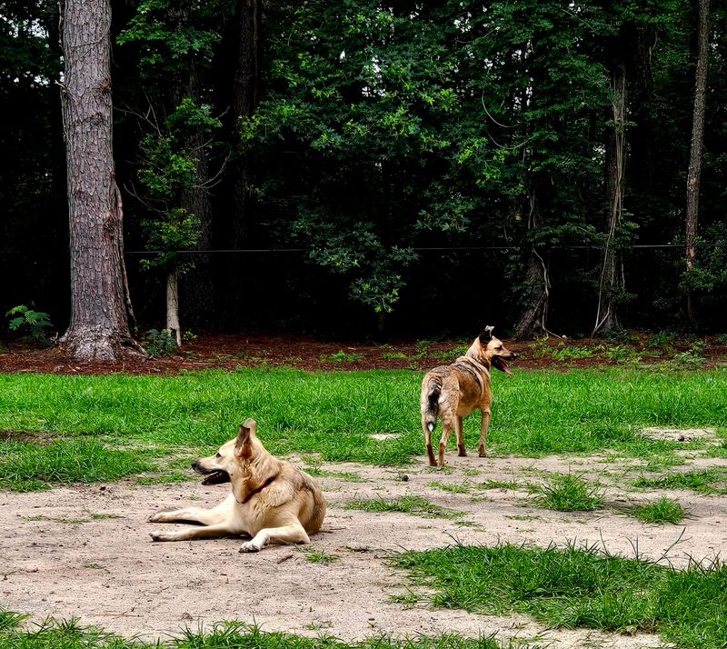 Marshview Dog Park - Virginia Beach