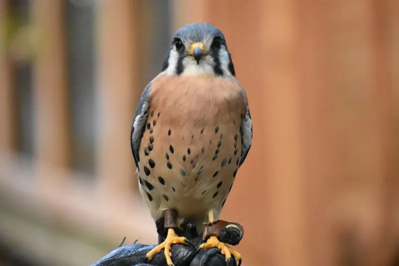 Behind The Scenes With Healing Wildlife, Wildlife Center of Virginia in Waynesboro, Waynesboro city