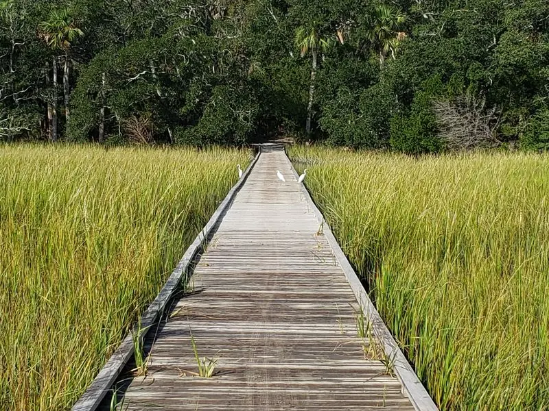Big Wetland Wonder: ACE Basin National Wildlife Refuge in Green Pond, Colleton County