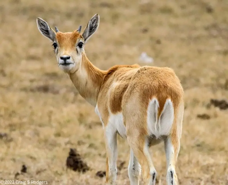 Buena Vista Wildlife Safari in Evant, Hamilton County