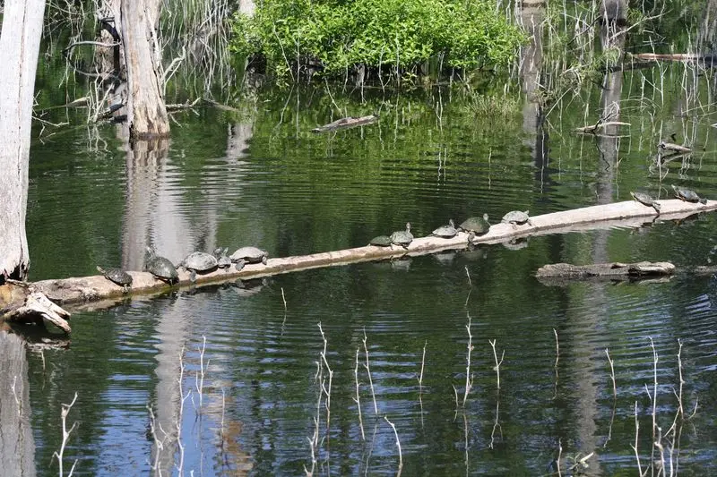 Heard Natural Science Museum & Wildlife Sanctuary &mdash; McKinney