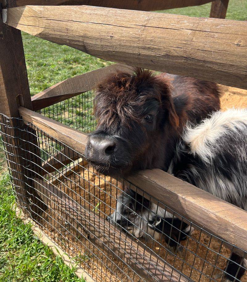 Look for More Farm Animals