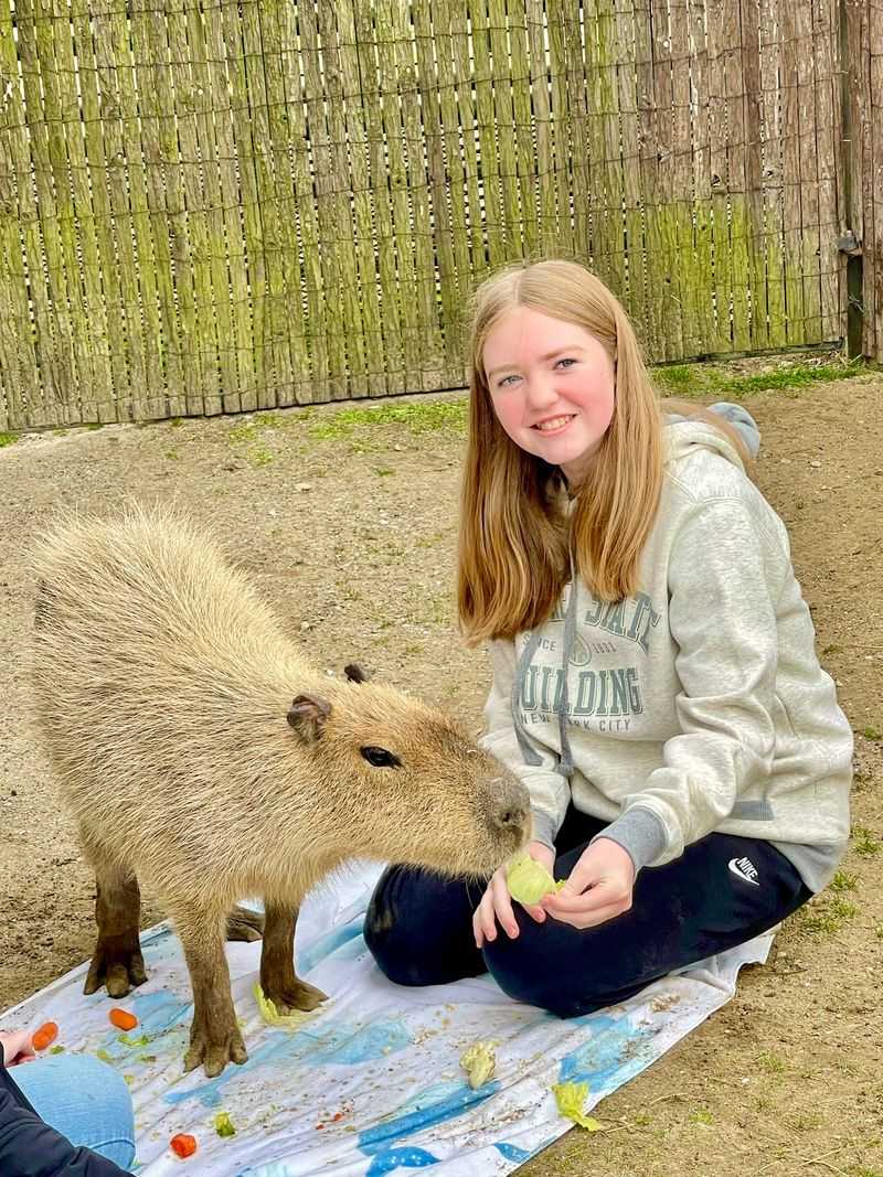 Meet the Capybaras and Patagonian Cavies