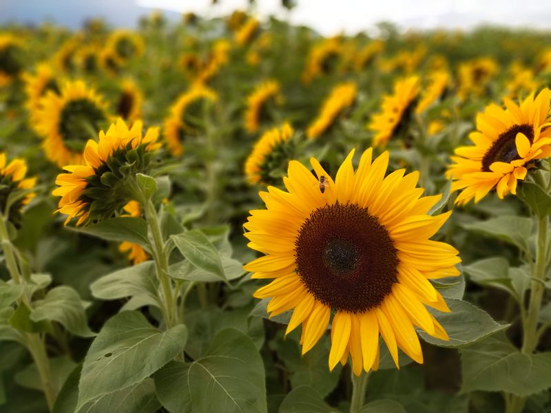 Beaver Creek Sunflowers - Bouton