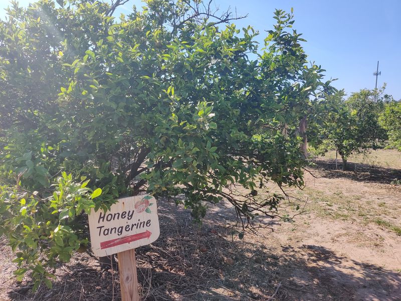 Showcase of Citrus - Clermont