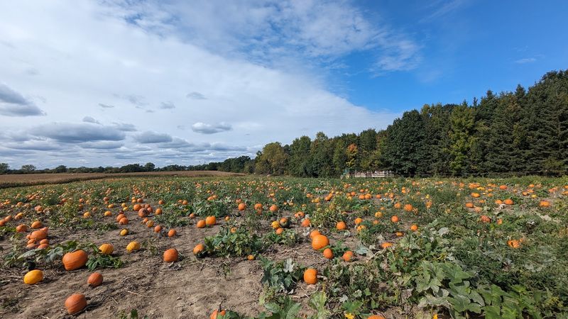 Swan's Pumpkin Farm - Franksville