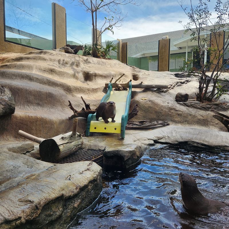 Otters That Steal the Schedule