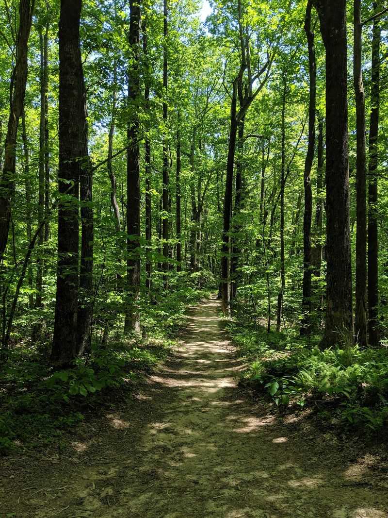 Mountain Air And Wild Trails: Mountain Bridge Wilderness Area in Cleveland, Greenville County