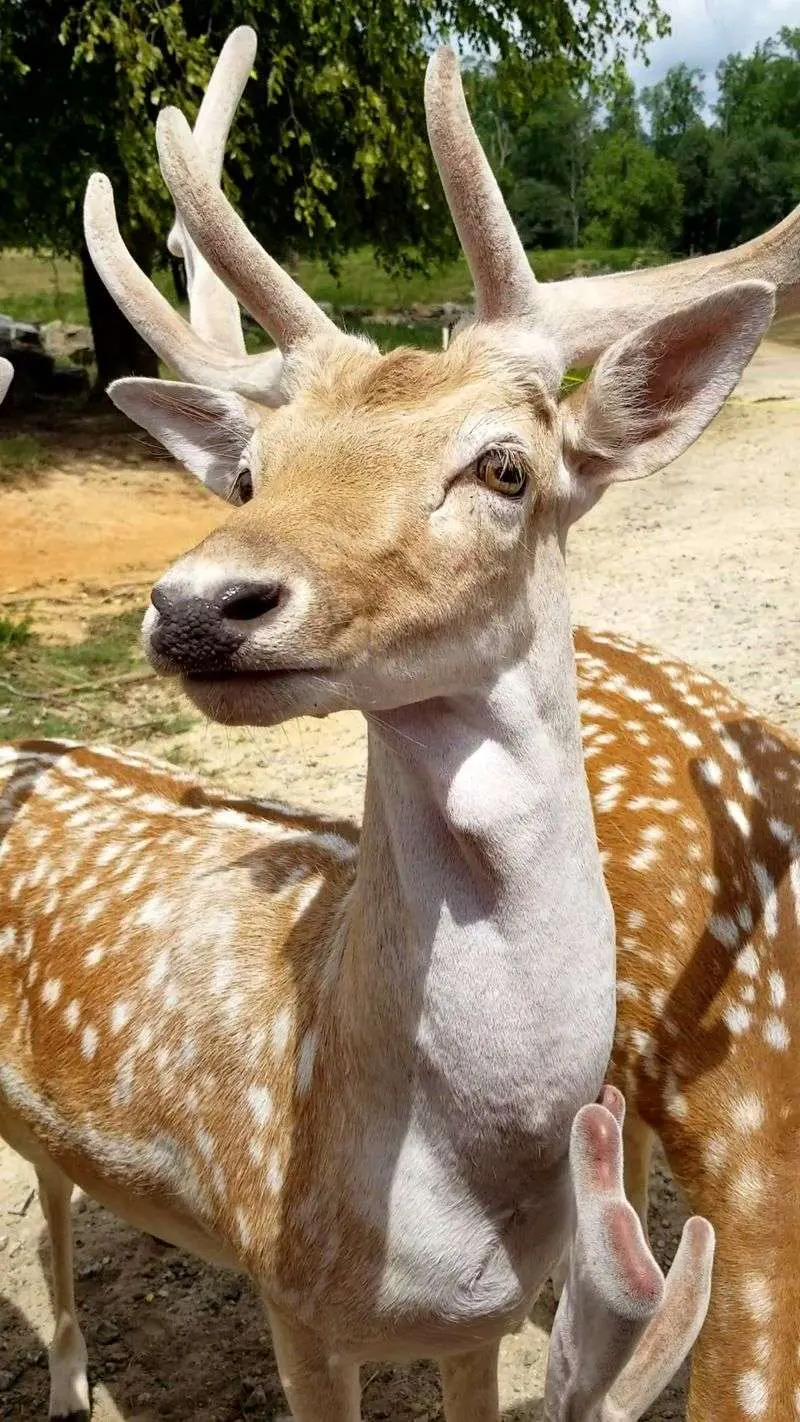 Safari-Style Curiosity: HollyWild Animal Park in Wellford, Spartanburg County