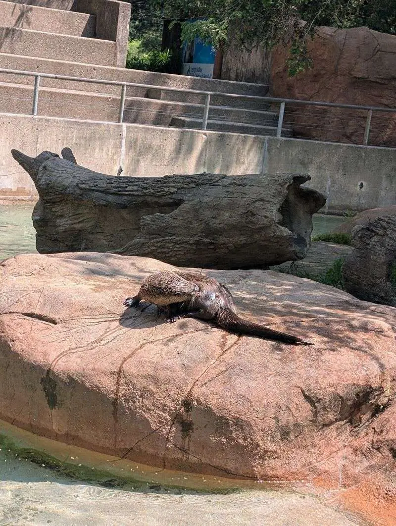 Get Curious About Otters, Sloths, and Other Animals
