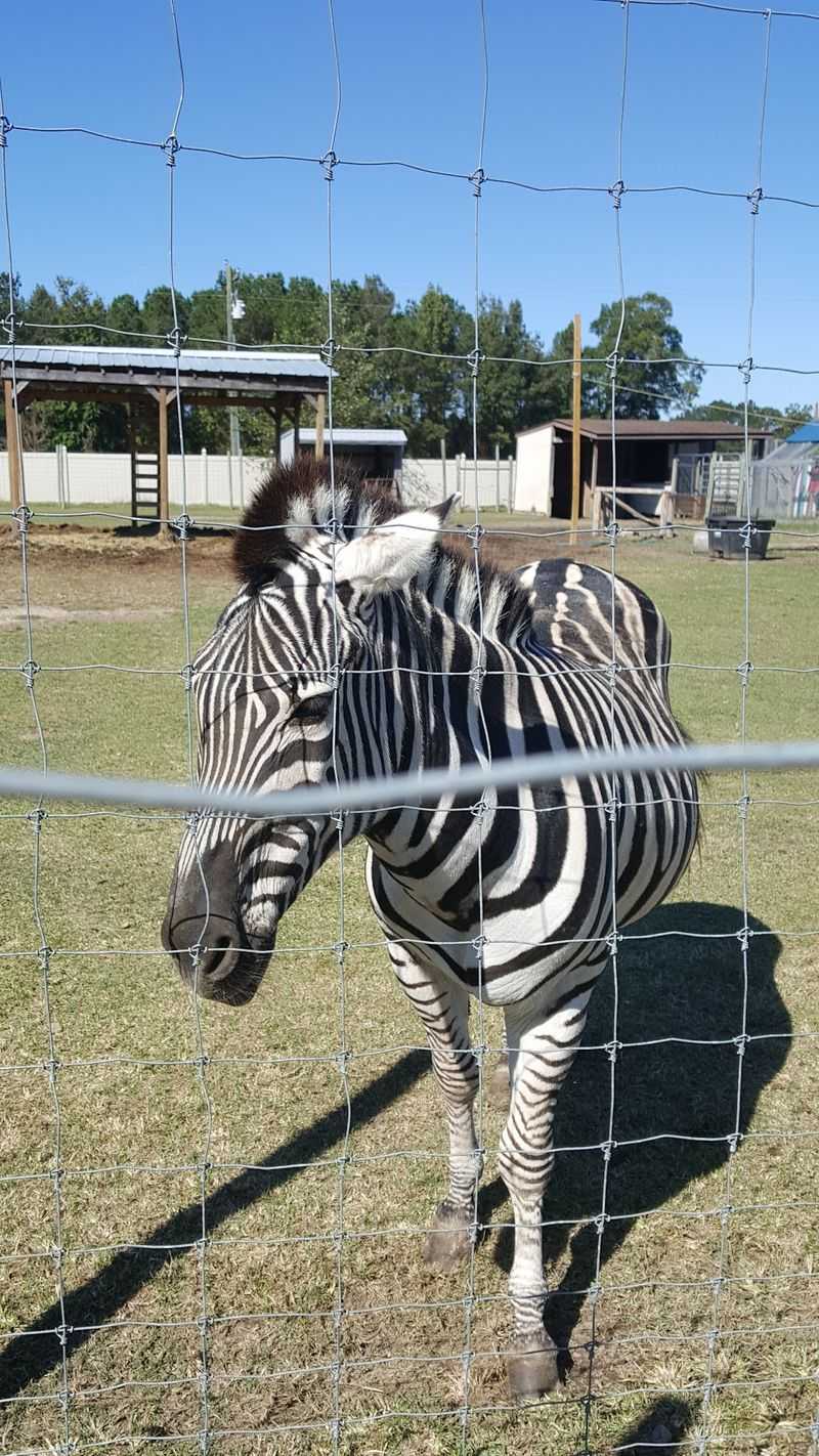 Come Face-to-Face With a Zebra and Camel