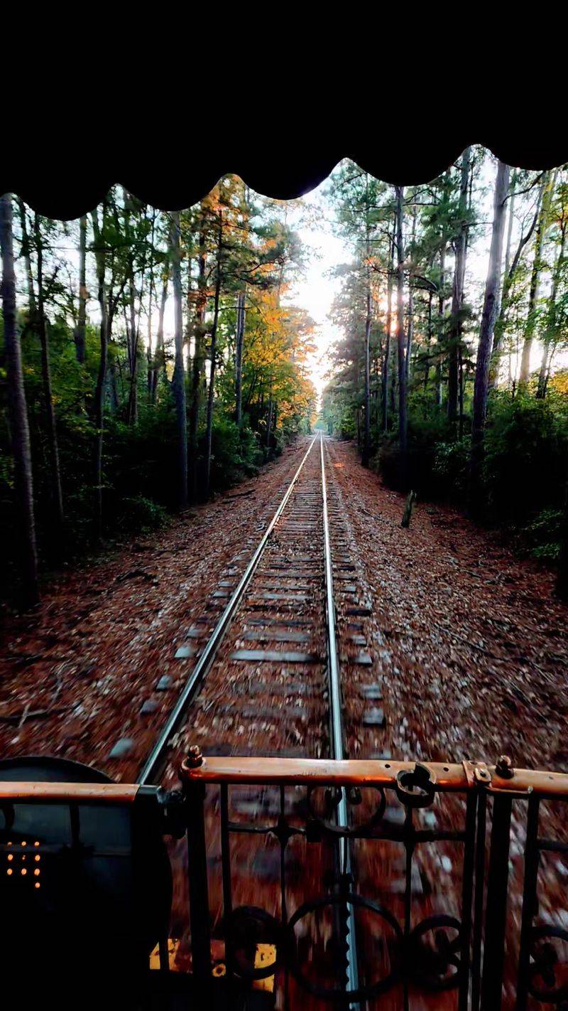 Watch the Piney Woods Roll Past Your Window