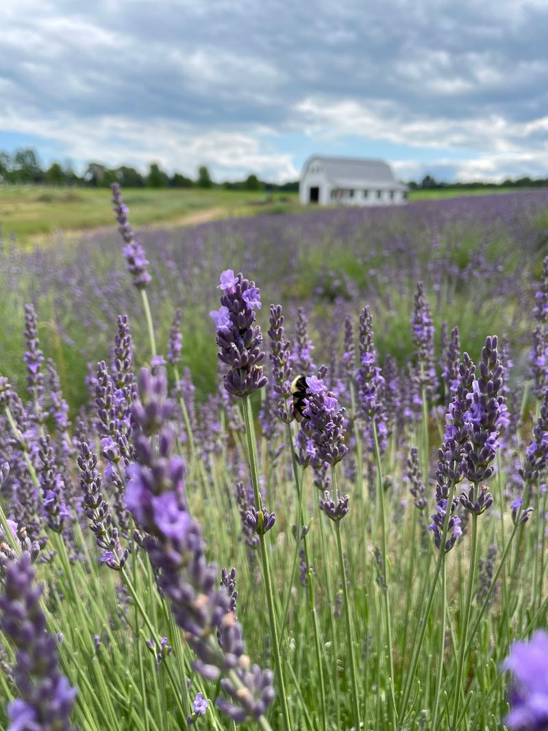 Belle Lavande Lavender Farm - Stockbridge