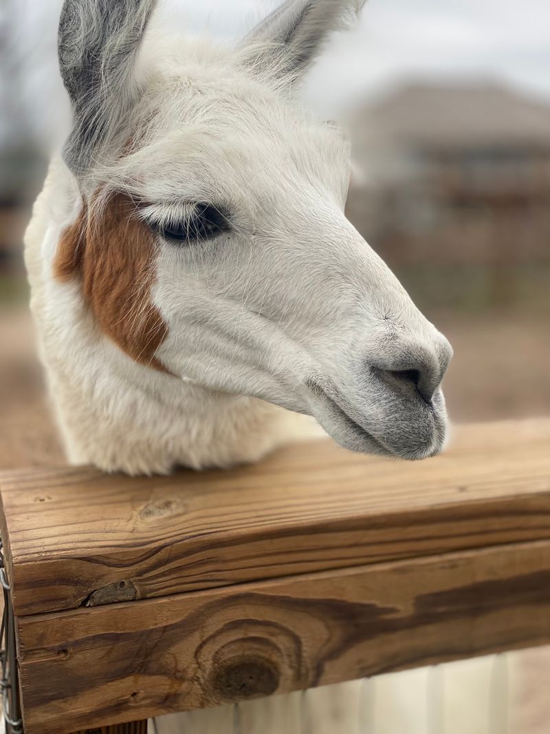North Texas Safari Park, Bonham, Fannin County