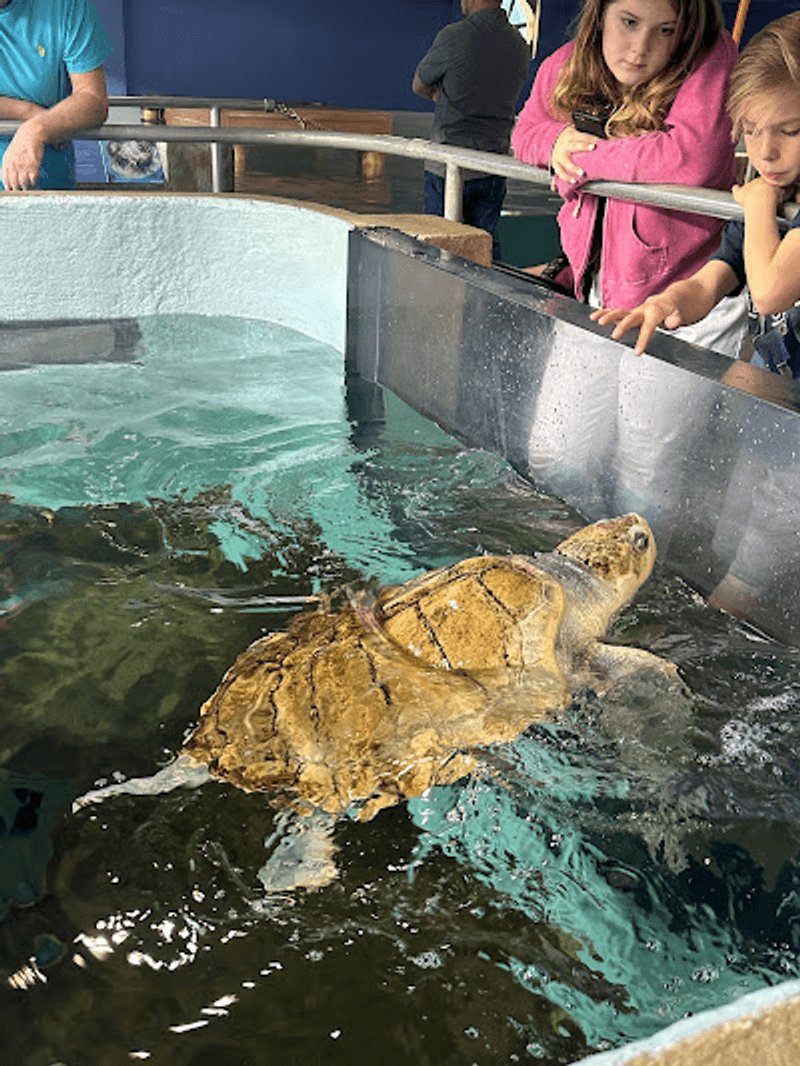 Touch Tanks Made for Brave Little Fingers