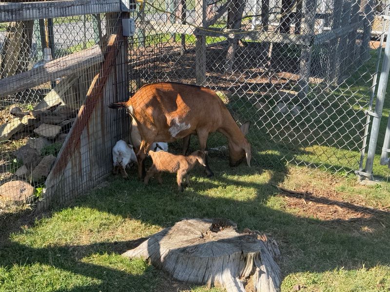 Farmer's Inn Animal Park - Sigel