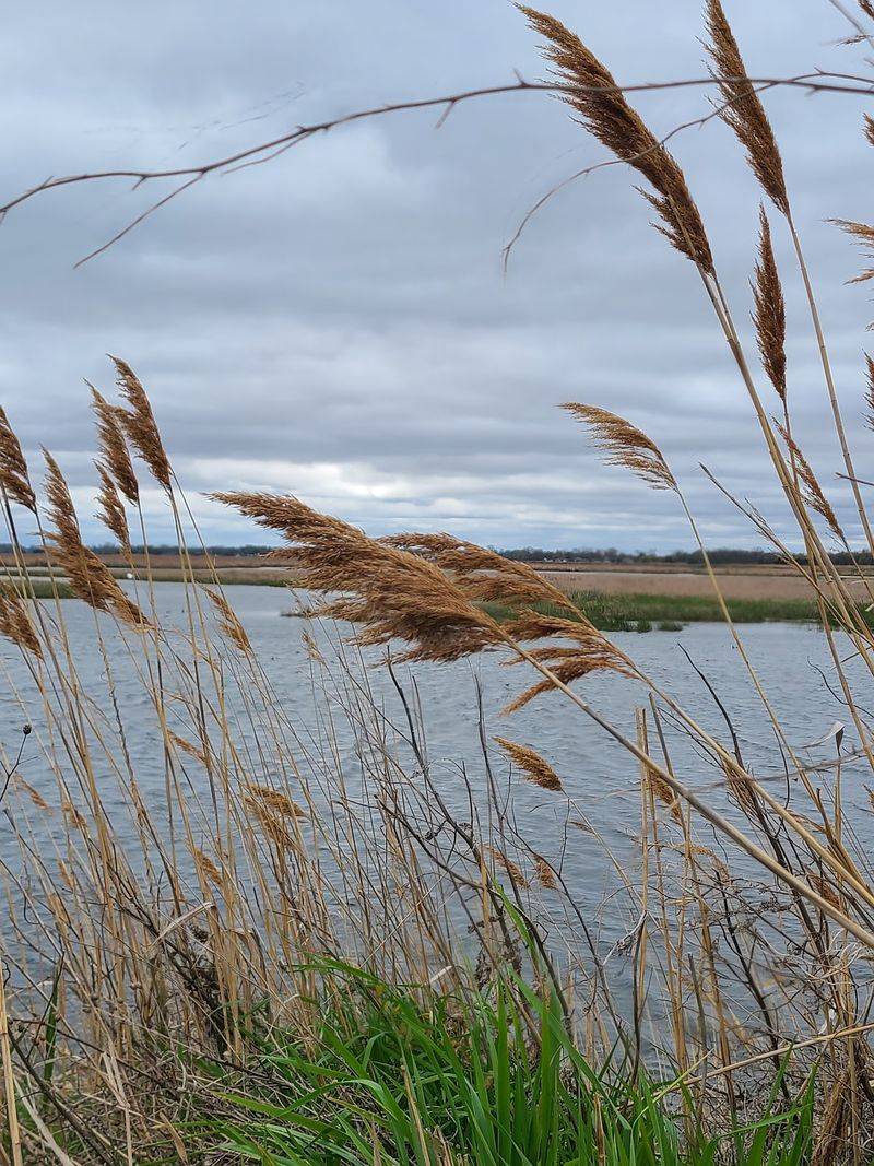 Nayanquing Point State Wildlife Area in Pinconning, Bay County