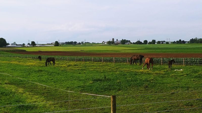 Farm Views Along a Lancaster County Drive