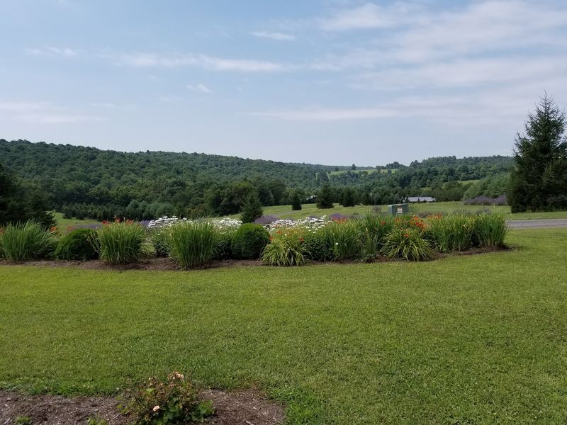 High Country Lavender Farm & Shop - Meadows of Dan
