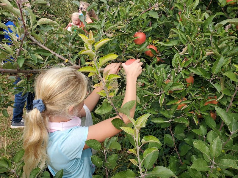Styer Orchard Inc.