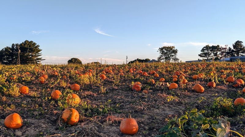 Mulberry Hills Farm Pumpkin Patch