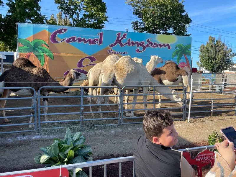 Farm Animals Up Close